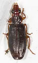 Plochionus timidus - photo 5