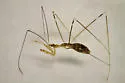 Ploiaria aptera