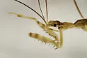 Ploiaria aptera - photo 2