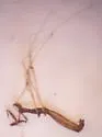 Ploiaria denticauda - photo 3