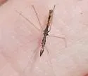 Ploiaria denticauda - photo 5