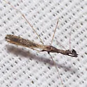 Ploiaria hirticornis