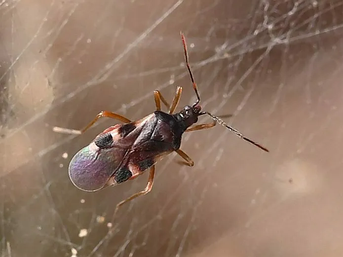 Plokiophilidae - photo 2