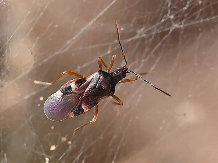 Plokiophilidae - photo 3