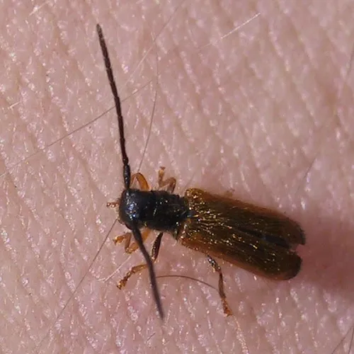 Plum beetle - photo 2