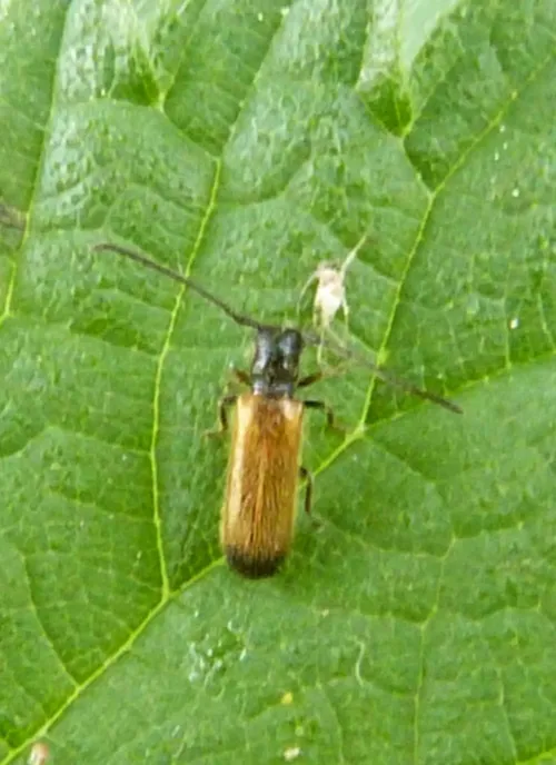 Plum beetle - photo 3