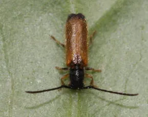 Plum beetle - photo 4