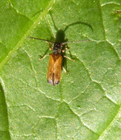 Plum beetle - photo 5