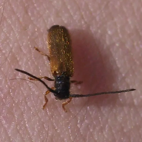 Plum beetle - photo 6