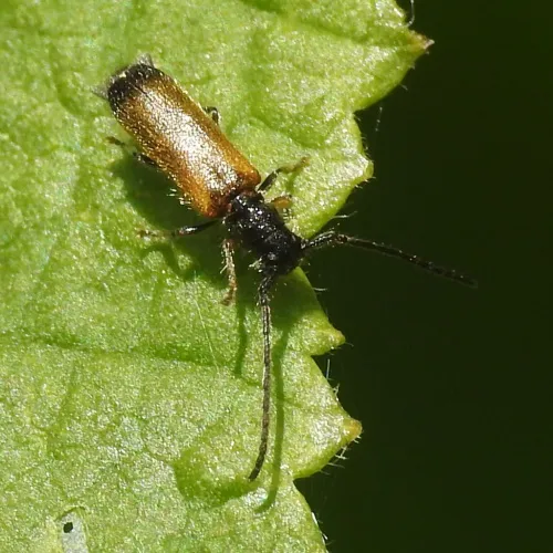 Plum beetle - photo 7
