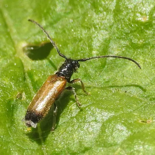 Plum beetle - photo 8