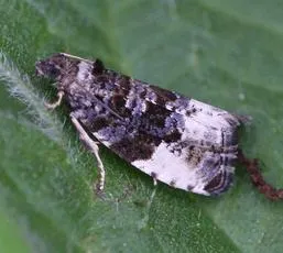 Plum Tortrix