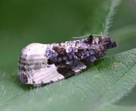 Plum Tortrix - photo 2