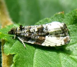 Plum Tortrix - photo 3
