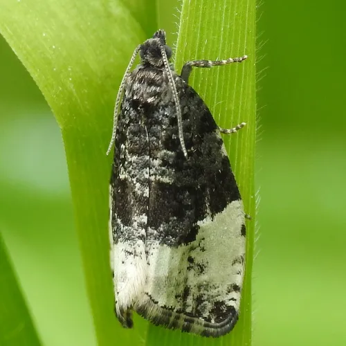 Plum Tortrix - photo 4