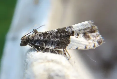 Plum Tortrix - photo 5