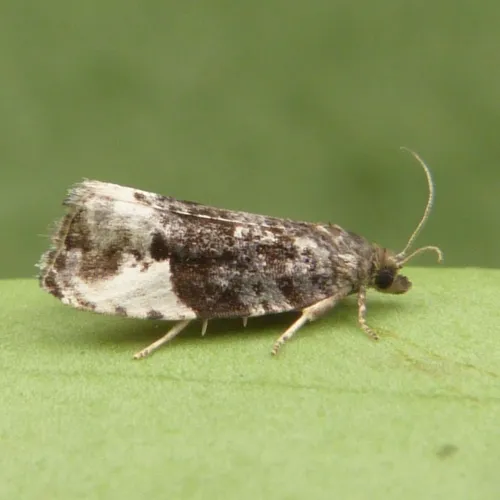 Plum Tortrix - photo 6