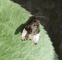 Plum Tortrix - photo 7