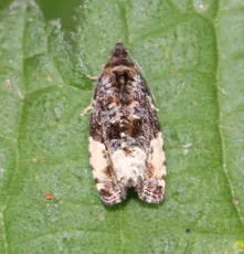 Plum Tortrix - photo 8