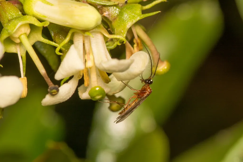 Plumariidae - photo 2