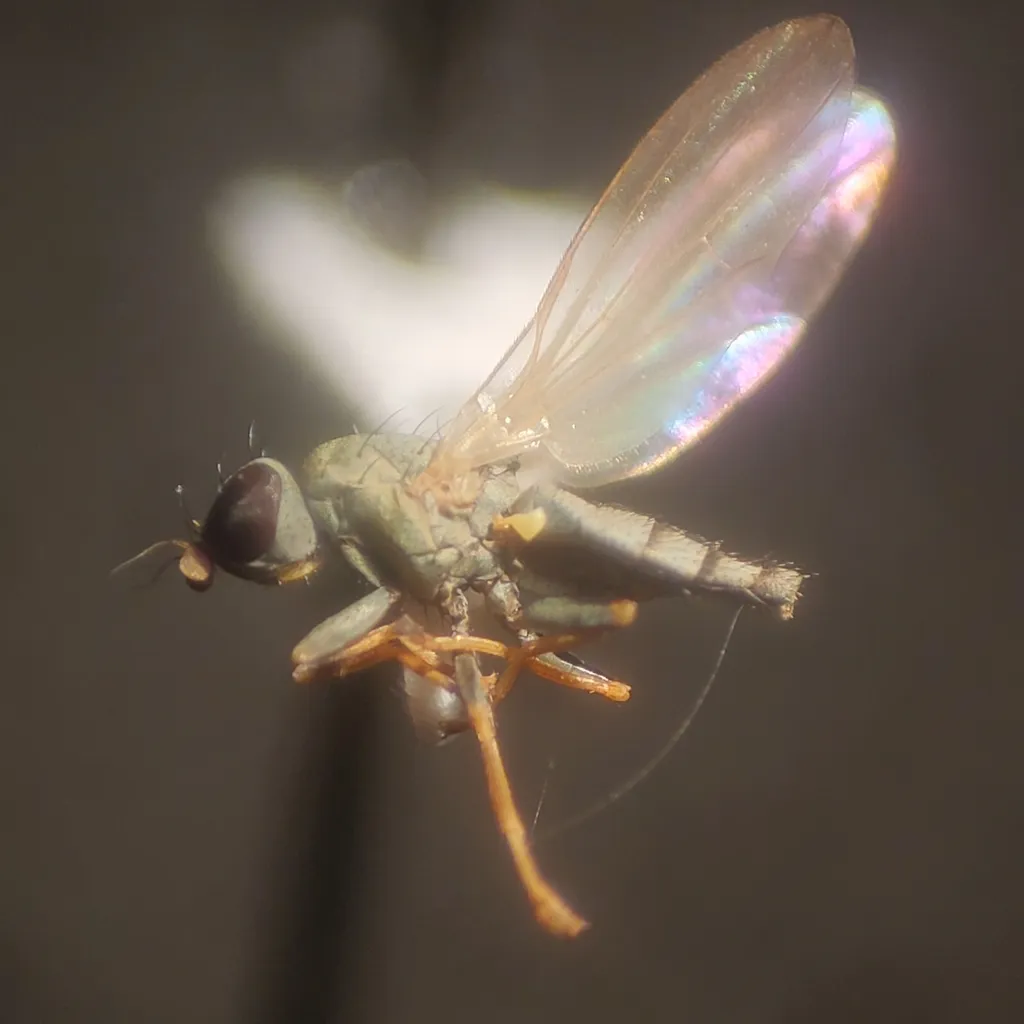 Plunomia elegans - photo 2