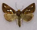 Plusia magnimacula - Hodges#8951.1
