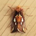 Plusia magnimacula - Hodges#8951.1 - photo 3