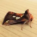Plusia magnimacula - Hodges#8951.1 - photo 4