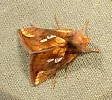 Plusia nichollae - Hodges#8951