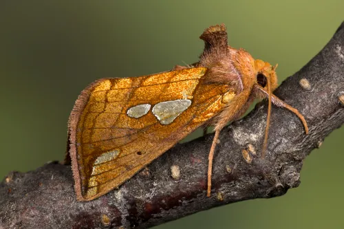 Putnam's Looper - Hodges#8950 - Plusia putnami