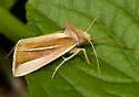 White-streaked Looper - Hodges#8953