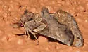 Plusiodonta amado - Hodges#8535
