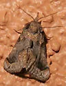 Plusiodonta amado - Hodges#8535 - photo 2