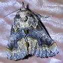 Plusiodonta amado - Hodges#8535 - photo 4