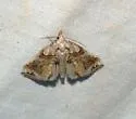 Plusiodonta nr-compressipalpis from Arizona - Hodges#8534.89