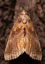 Plusiodonta nr-compressipalpis from Arizona - Hodges#8534.89 - photo 4