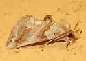 Plusiodonta nr-compressipalpis from Arizona - Hodges#8534.89 - photo 5