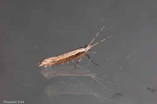 Plutella antiphona - photo 4