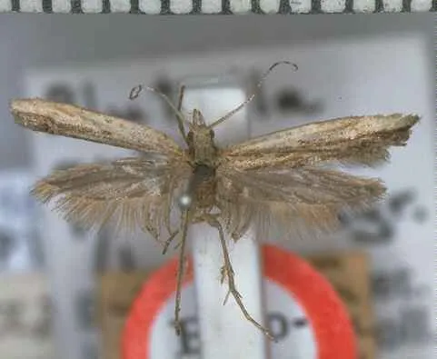 Plutella antiphona - photo 5