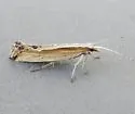 Plutella armoraciae - Hodges#2358
