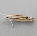 Plutella armoraciae - Hodges#2358 - photo 2