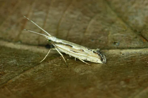 Plutella porrectella