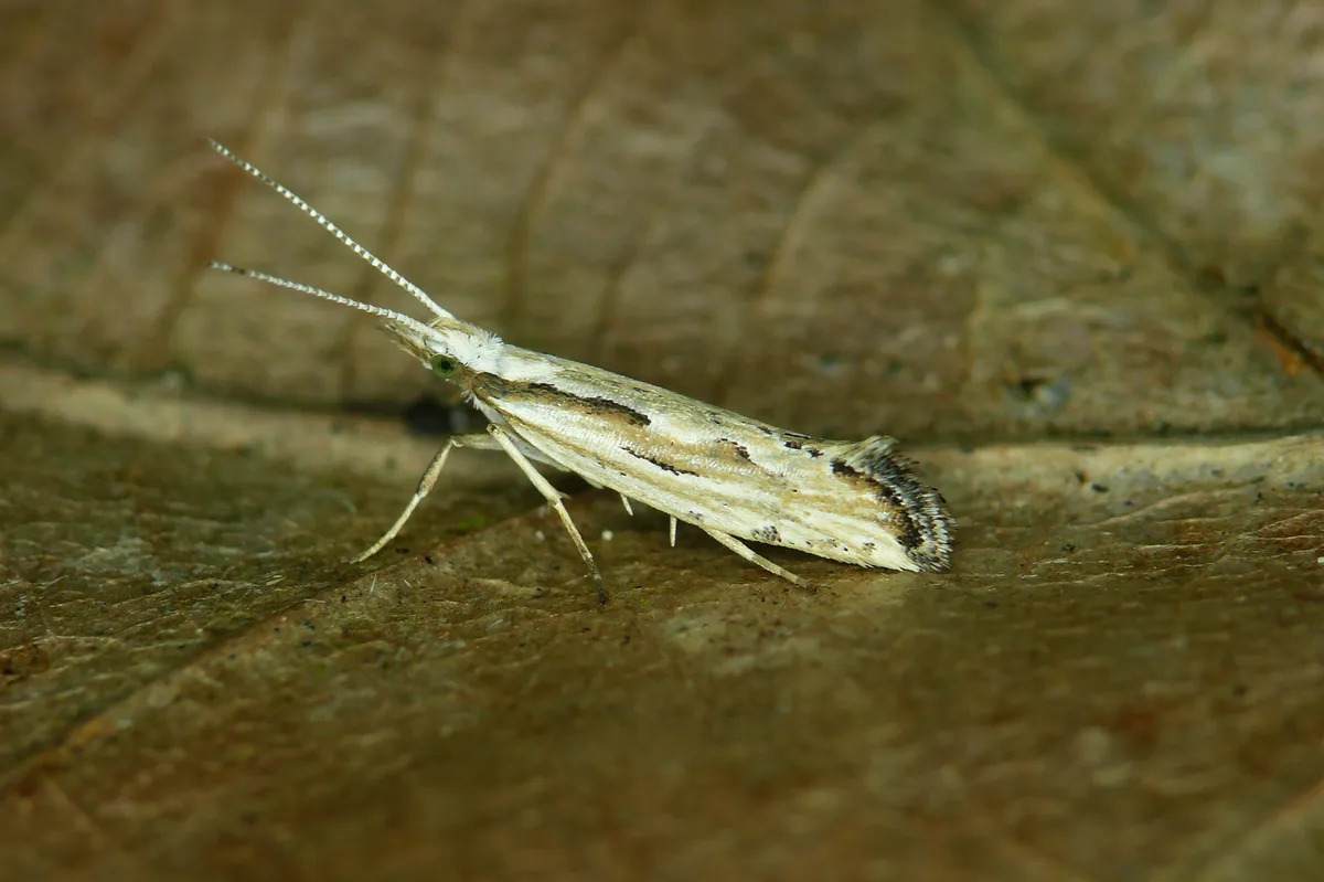 Plutella porrectella - photo 3