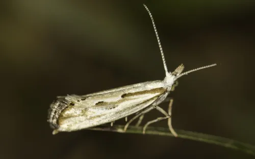 Plutella porrectella - photo 5