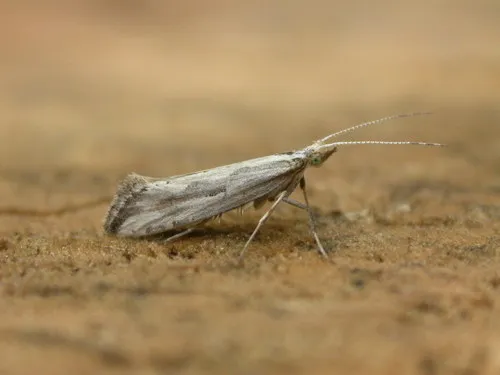 Plutella porrectella - photo 6