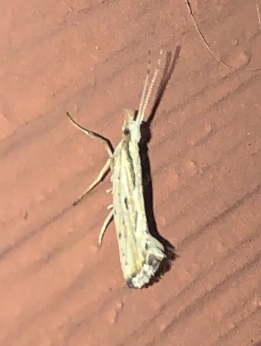 Plutella porrectella - photo 7