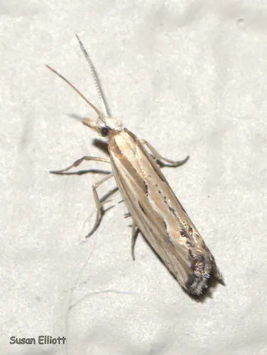 Plutella porrectella - photo 8