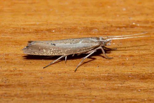 Plutella psammochroa