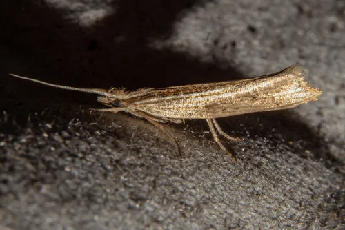 Plutella psammochroa - photo 6