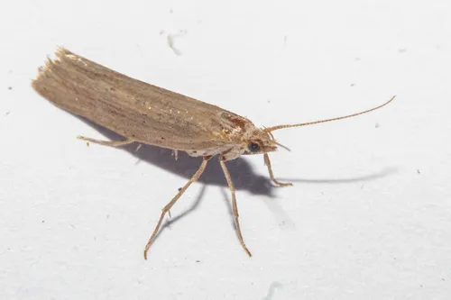 Plutella psammochroa - photo 2